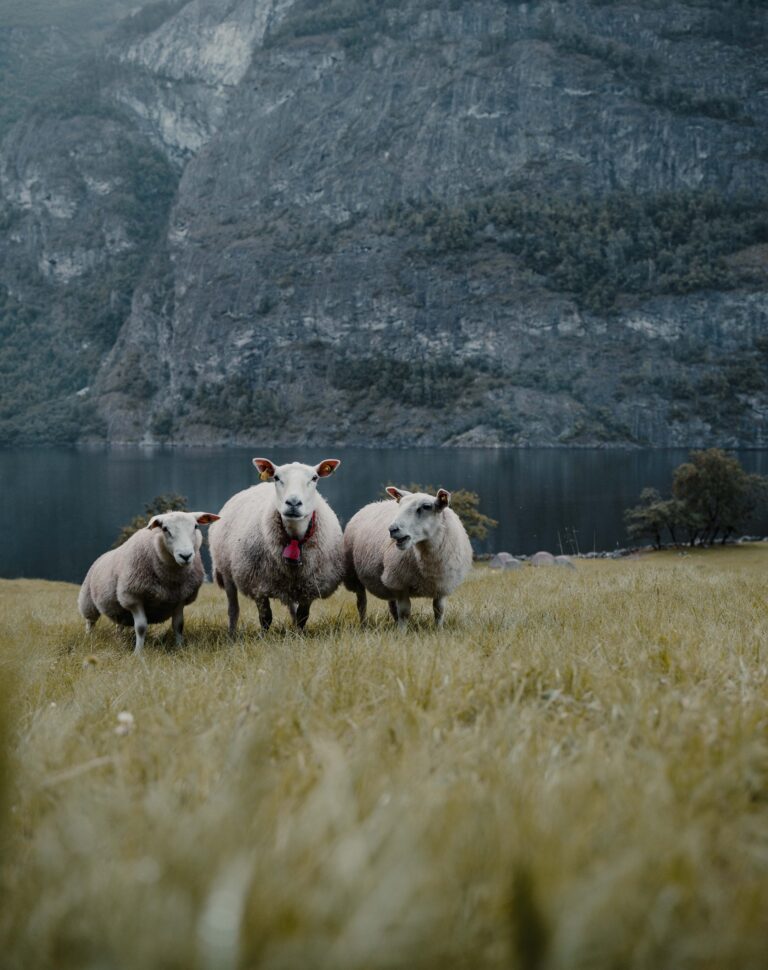3 Schafe - Kajakfahren - Norwegenfjord - Wandern in Norwegen - Kayaking - ab Flughafen Brüssel