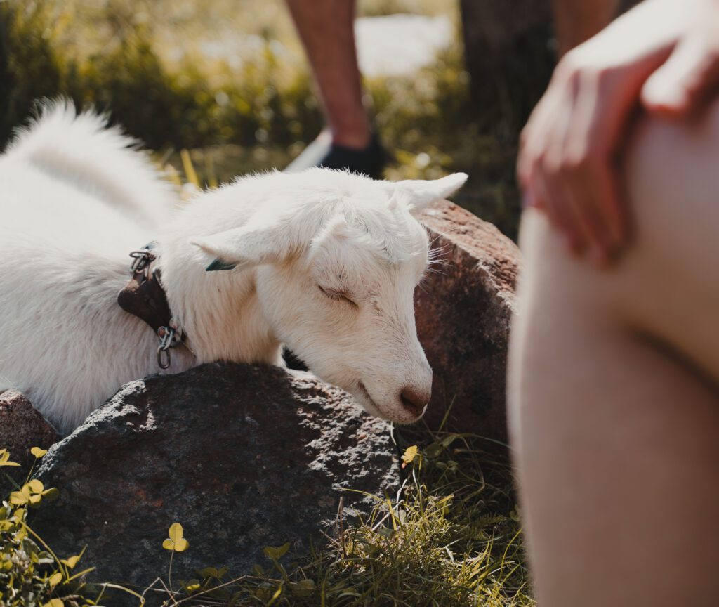 Ziege - Kajakfahren - Norwegen Fjord - Wandern in Norwegen - Kayaking - ab Flughafen Brüssel