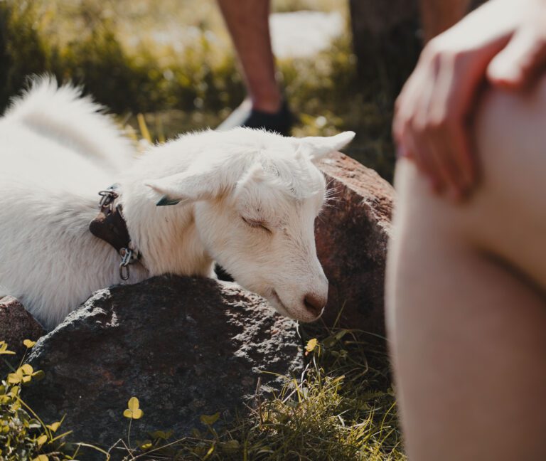 Ziege - Kajakfahren - Norwegen Fjord - Wandern in Norwegen - Kayaking - ab Flughafen Brüssel